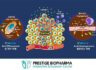 Prestige Biopharma Secures Japanese Patent for Antibody Drug Candidate PBP1710 Targeting Solid Tumors